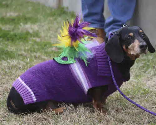 Pet Parade Natchitoches Krewe of Wag-Uns