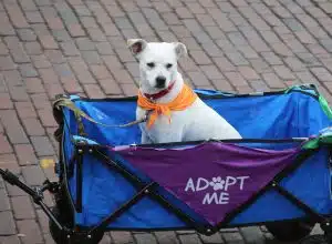 pet_parade_adopt_me