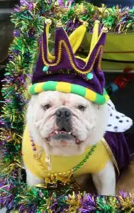 pet_parade_dog