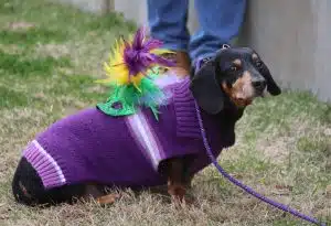 pet_parade_weiner_dog